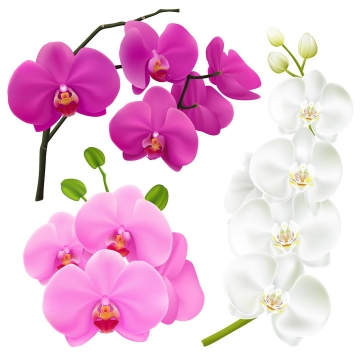 逼真的玫红色粉色和白色蝴蝶兰花朵花卉图片免抠矢量素材