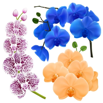 各种带斑点的兰花花朵和黄色蓝色蝴蝶兰图片免抠矢量素材