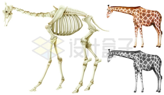 长颈鹿骨骼骨架系统示意图8423389矢量图片免抠素材