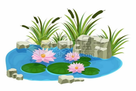 池塘里的莲花莲叶和岸边的石头香蒲园林水池2284743矢量图片免抠素材