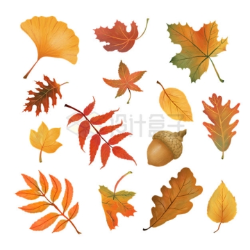 秋天里的各种黄色树叶枯叶和果实7621111矢量图片免抠素材
