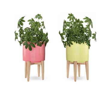 两款彩色花盆中的鹅掌柴盆栽植物观赏植物4643952免抠图片素材
