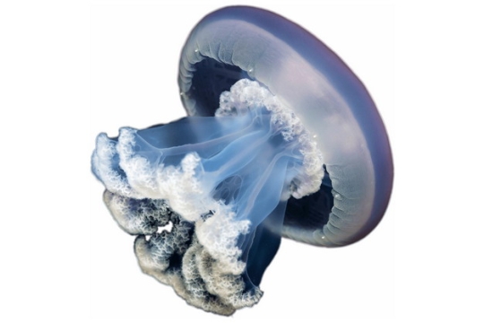 僧帽水母海蜇海洋生物898525png图片素材