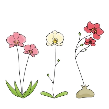 手绘彩色线条风格蝴蝶兰花朵花卉图片免抠矢量素材