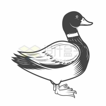 一只手绘风格的鸭子野鸭线条插画8817906矢量图片免抠素材