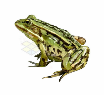 一只绿色的青蛙两栖动物3735098矢量图片免抠素材