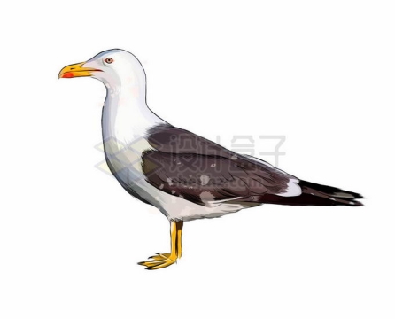 一只站立不动的海鸥海鸟7840272矢量图片免抠素材