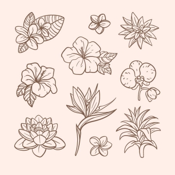  Line sketch style All kinds of flowers, flowers, orchids, lotus, morning glory, etc