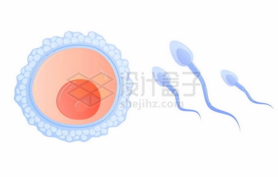 卵子内部结构和精子等生殖细胞4313554矢量图片免抠素材