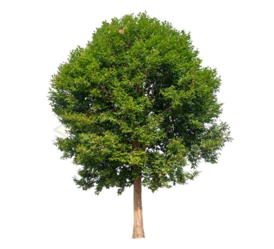 一棵高大茂盛的榆树大树6637545PSD免抠图片素材