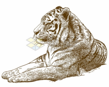 趴着休息的老虎野生动物手绘插图7752568矢量图片免抠素材