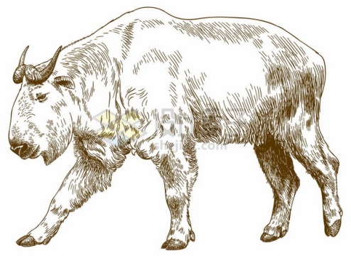 羚牛野生动物手绘插图1657446矢量图片免抠素材