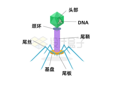 噬菌体各部位结构名称示意图8858528矢量图片免抠素材