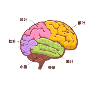 额叶顶叶枕叶小脑等卡通大脑不同部位结构名称9345126矢量图片免抠素材