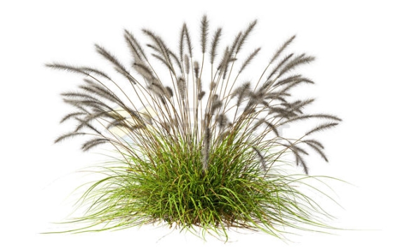  3D rendering of a clump of bristlegrass, grass and weeds 2038304PSD free cutting picture material