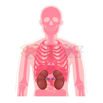 红色的人体透视图肾脏系统7492557矢量图片免抠素材