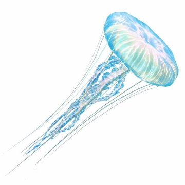 美丽的海月水母手绘插画390347png图片素材