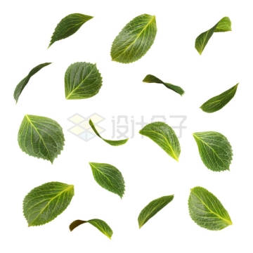  3D rendering of various falling green leaves 4225141PSD cut free picture material