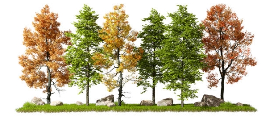  3D rendering of a row of big trees on the grass, green trees, and trees with yellow leaves 8816381PSD cut free picture material