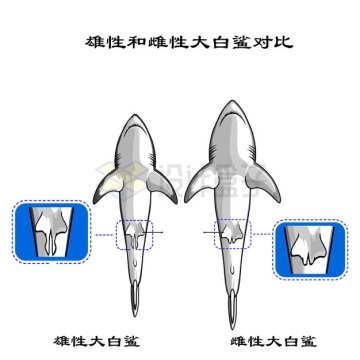 雄性和雌性大白鲨的区别对比图5325600矢量图片免抠素材