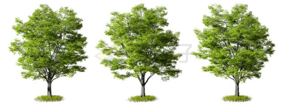  3D rendering of three big trees and green trees 2795249PSD cut free picture material