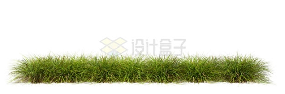  3D rendering of thick weeds from grass 2450987PSD cut free picture material