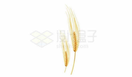 2个小麦麦穗粮食作物6336891免抠图片素材