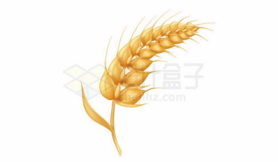 颗粒饱满的卡通小麦麦穗粮食作物6246211免抠图片素材