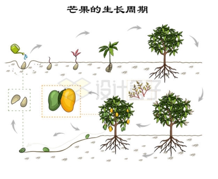 芒果树的生长周期农业插画1657871矢量图片免抠素材