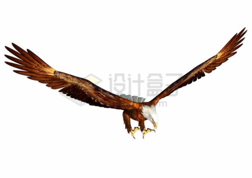 俯冲姿势的白头鹰雄鹰展翅png图片素材