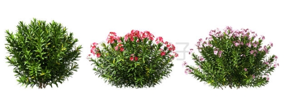  Three types of bushes, wild flowers and green plants 3D rendering 1109157PSD cut free picture material