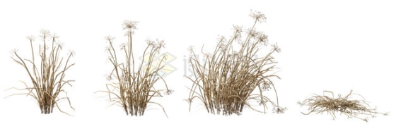  Four withered weeds and hay 3D rendering pictures 4244997PSD cut free picture materials