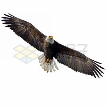 翱翔中的白头鹰雄鹰展翅png图片素材