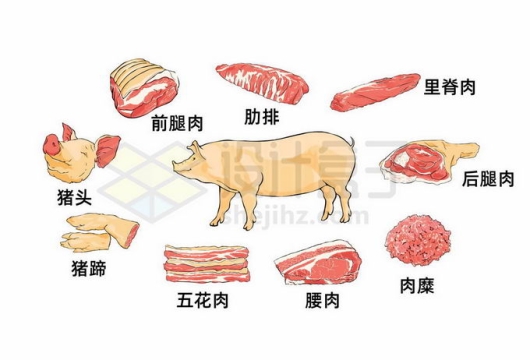 猪身上不同部位猪肉前腿猪头肋排五花肉里脊肉6464111矢量图片免抠素材