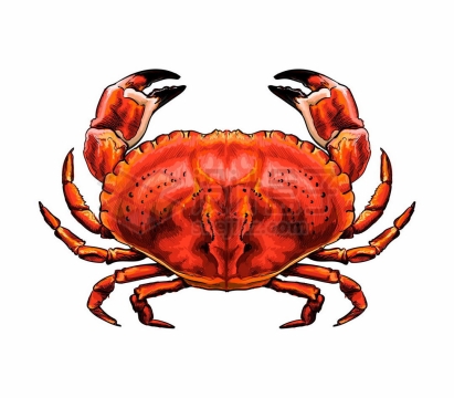 一只鲜红色的螃蟹海洋动物6486648矢量图片免抠素材