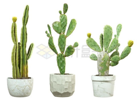  3D rendering of cactus green plants in three flower pots 8081534PSD cut free picture material