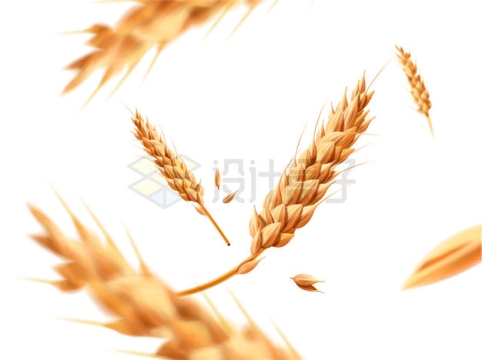 金色的小麦麦穗装饰9197629矢量图片免抠素材