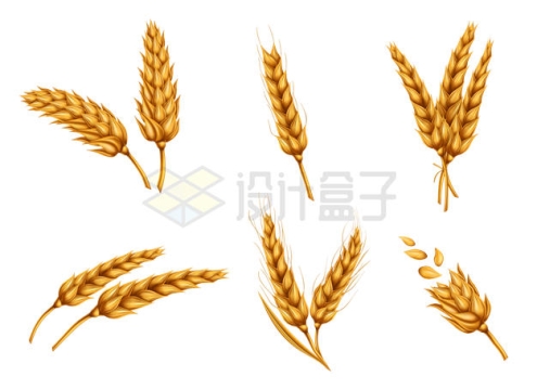 6款金色的小麦麦穗7841456矢量图片免抠素材