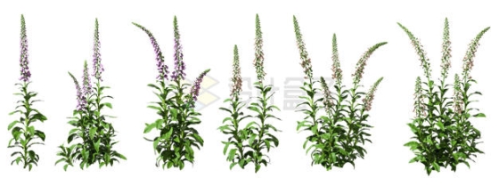  6 kinds of 3D rendering pictures of wild flowers and green plants of Radix Rehmanniae 9784717PSD