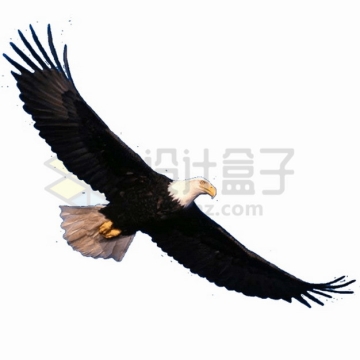 飞行中的黑白色白头海雕雄鹰展翅png图片素材