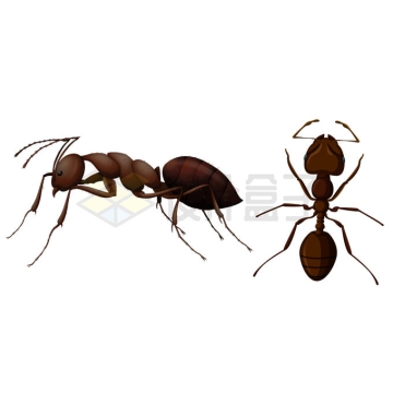 2个不同角度的大蚂蚁昆虫2597883矢量图片免抠素材