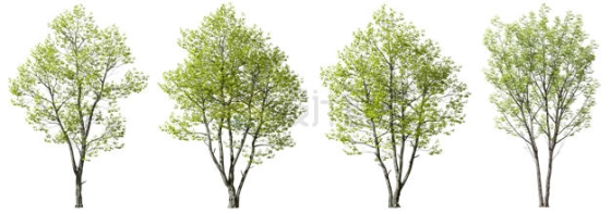  3D rendering of 4 small trees, green trees and plants 2499474PSD cut free picture material