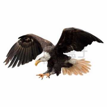 俯冲抓取猎物的白头鹰雄鹰展翅png图片素材