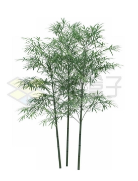 三根竹子毛竹绿色植物8981947PSD免抠图片素材