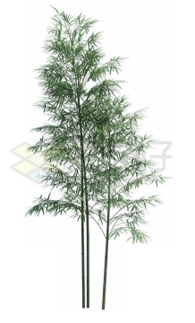 一小丛竹子毛竹绿色植物1627713PSD免抠图片素材