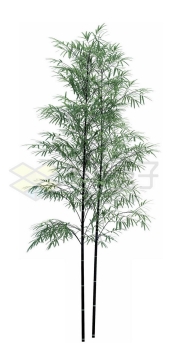 两株竹子毛竹绿色植物2157867PSD免抠图片素材