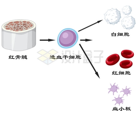 红骨髓到造血干细胞白细胞红细胞和血小板示意图7487380矢量图片免抠素材