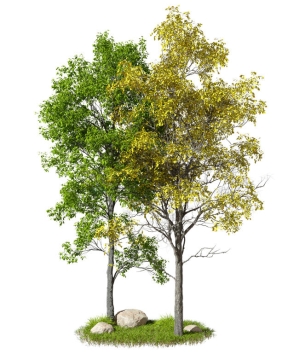  3D rendering of big trees and green trees with yellow leaves in autumn 5037203PSD scratch free image material