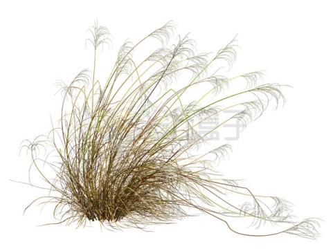  3D rendering of Setaria viridis and weeds with yellow leaves in autumn 7067707PSD cut free picture material