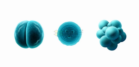 3D立体有丝分裂的葡萄球菌和新型冠状病毒等细菌病毒png图片素材